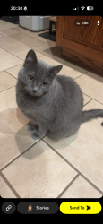 Lost Female Cat last seen E Brennan Drive and N Dubuque, Sioux Falls, SD 57110