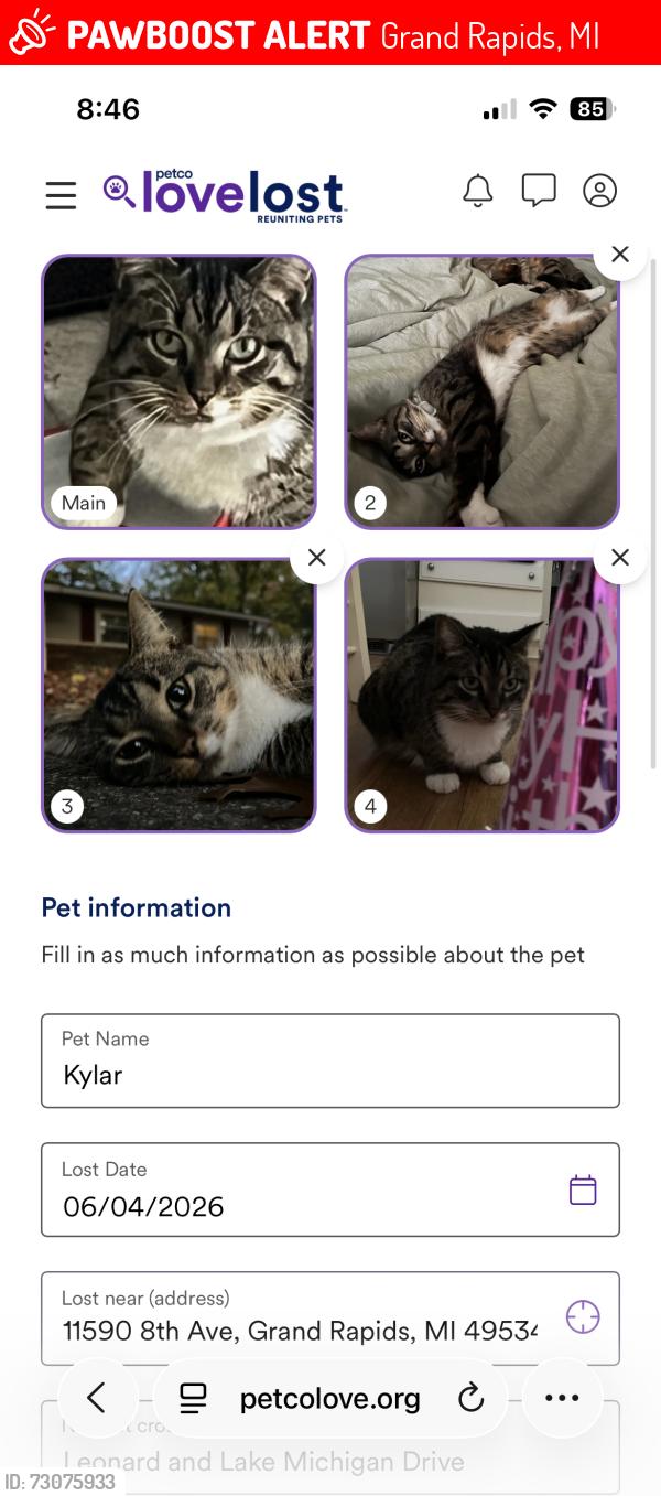 Lost Female Cat last seen Leonard and Lake Michigan Dr, Grand Rapids, MI 49534