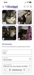 Lost Female Cat last seen Leonard and Lake Michigan Dr, Grand Rapids, MI 49534