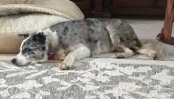 Reunited Female Dog last seen 65th St & 58th ave Winter Beach/Vero, Winter Beach, FL 32967