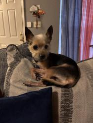 Lost Male Dog last seen Veterans Memorial Park, Winter Garden, FL 34787
