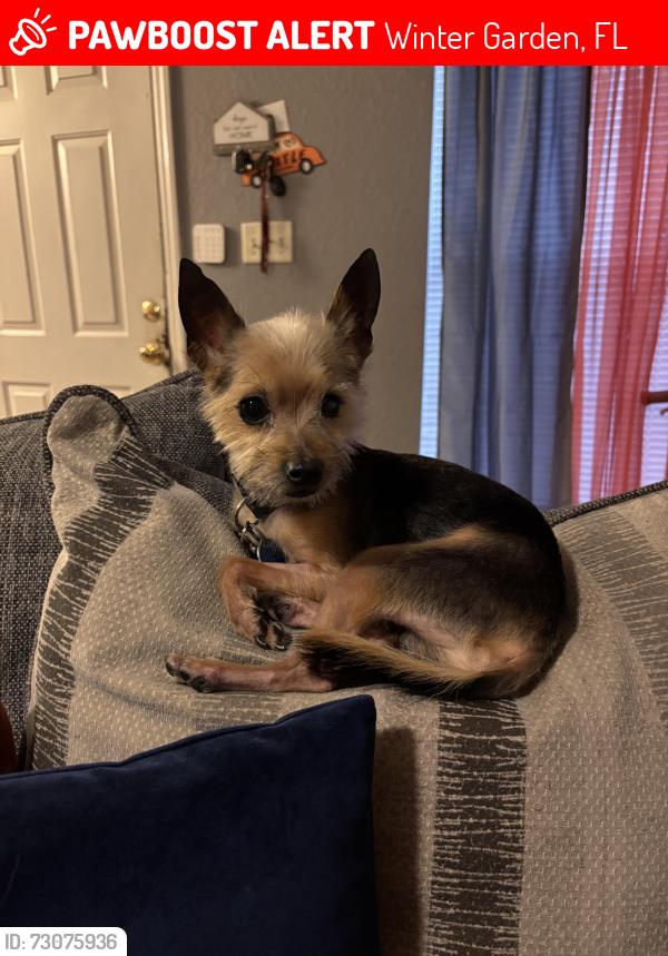 Lost Male Dog last seen Veterans Memorial Park, Winter Garden, FL 34787