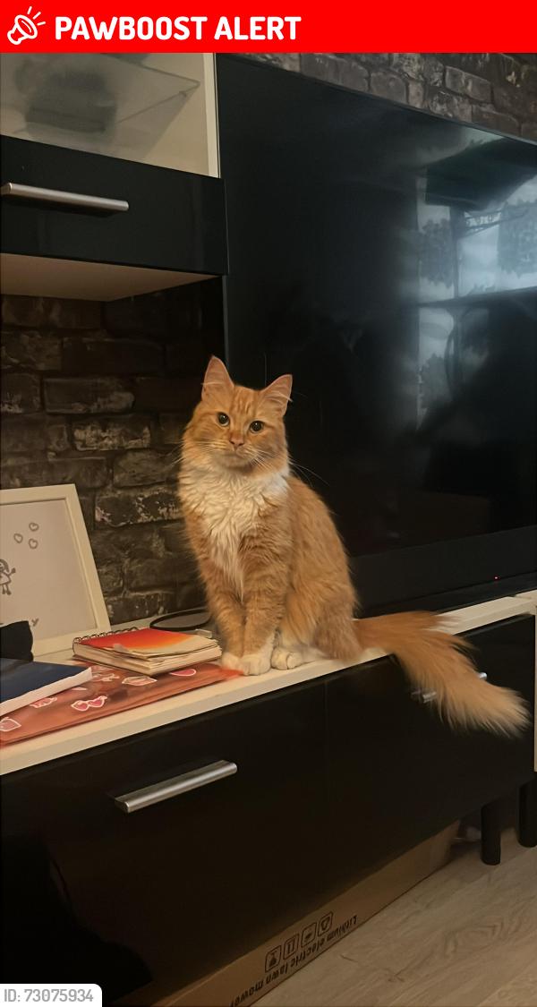 Lost Male Cat last seen Corby, North Northamptonshire, England NN17