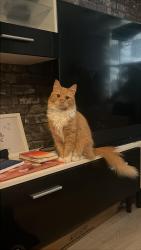 Lost Male Cat last seen Corby, North Northamptonshire, England NN17
