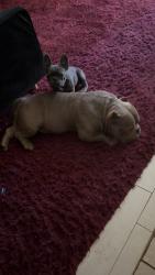 Lost Male Dog last seen S. Real rd and stockdale hwy, Bakersfield, CA 93304