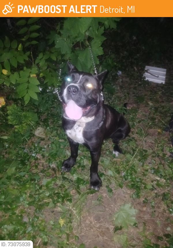 Found/Stray Female Dog last seen East Warren, Detroit, MI 48213