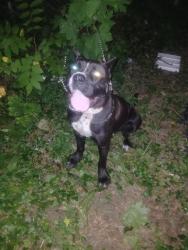 Found/Stray Female Dog last seen East Warren, Detroit, MI 48213