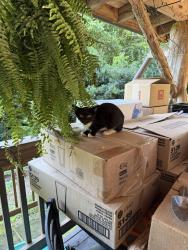 Found/Stray Female Cat last seen By Treehaven neighborhood, Black Mountain, NC 28711