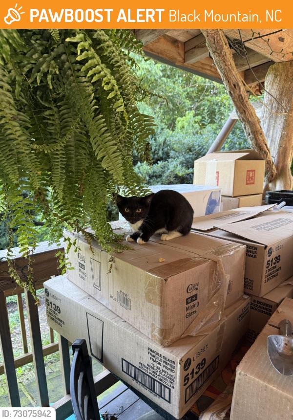 Found/Stray Female Cat last seen By Treehaven neighborhood, Black Mountain, NC 28711