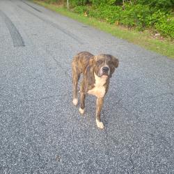 Found/Stray Male Dog last seen Hyder near 176, Inman, SC 29349