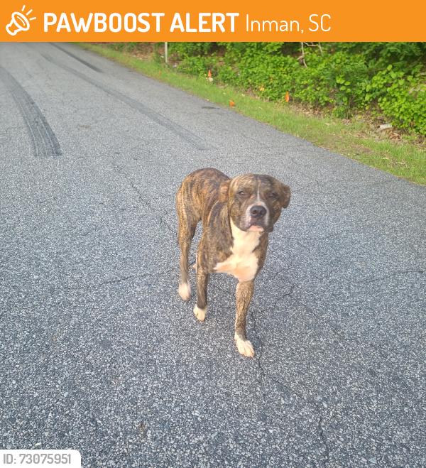 Found/Stray Male Dog last seen Hyder near 176, Inman, SC 29349