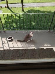 Found/Stray Unknown Cat last seen Windgap rd and Chartiers Park, Pittsburgh, PA 15204