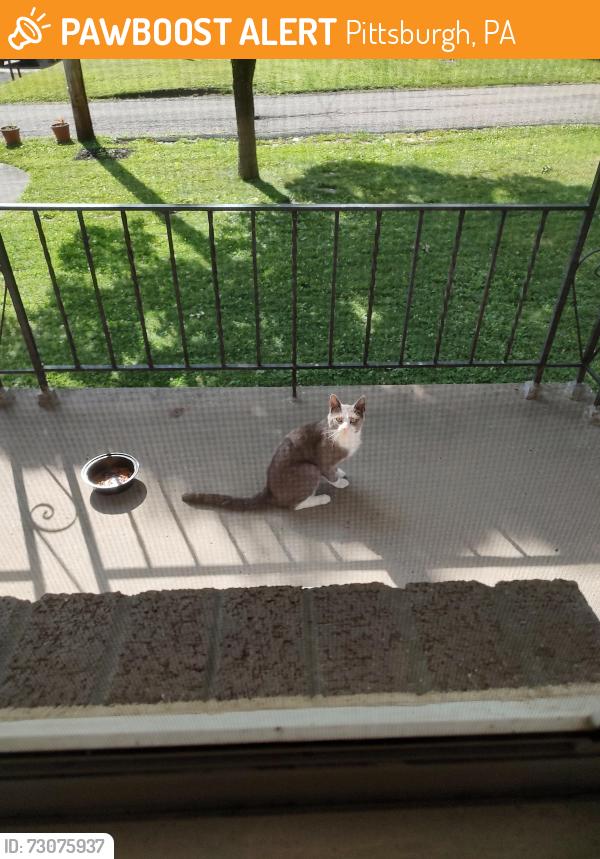 Found/Stray Unknown Cat last seen Windgap rd and Chartiers Park, Pittsburgh, PA 15204