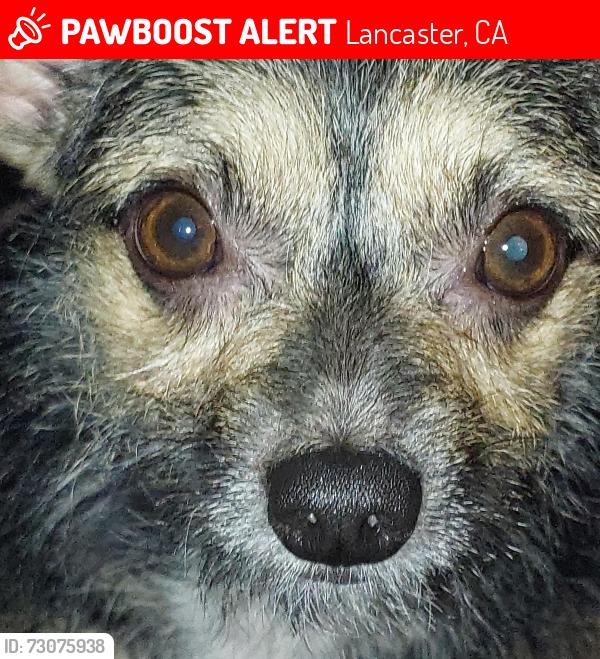 Lost Male Dog last seen Date avenue, Lancaster, CA 93534
