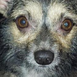 Lost Male Dog last seen Date avenue, Lancaster, CA 93534