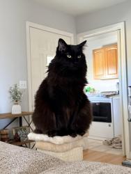 Lost Female Cat last seen Albin Ln, Cheyenne, WY, Laramie County, WY 82009