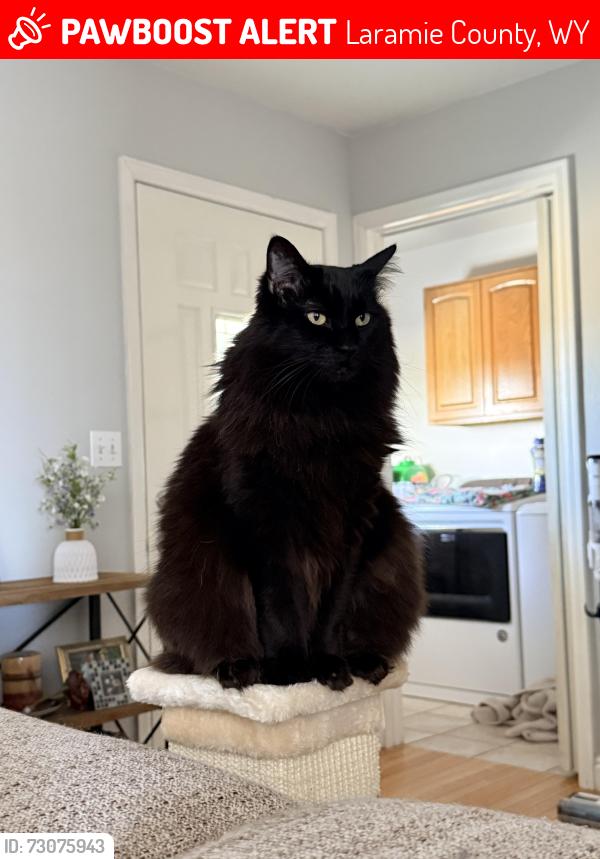 Lost Female Cat last seen Albin Ln, Cheyenne, WY, Laramie County, WY 82009