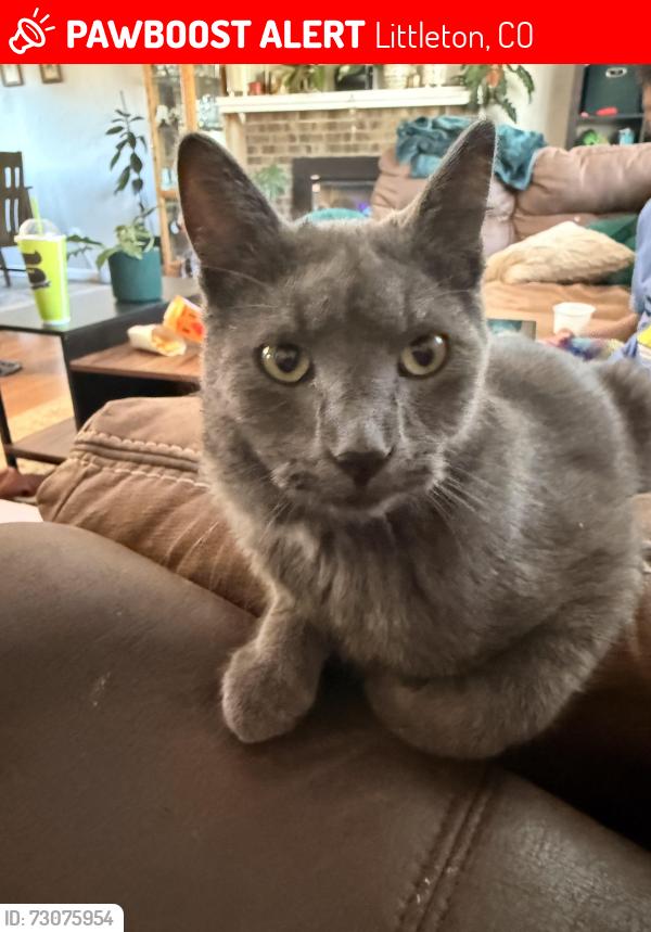 Lost Male Cat last seen Quincy and Everett, Littleton, CO 80123