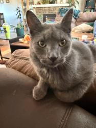 Lost Male Cat last seen Quincy and Everett, Littleton, CO 80123