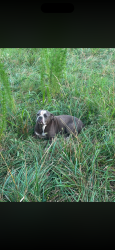 Lost Female Dog last seen Lees Chappell rd cedartown, Antioch, GA 30153