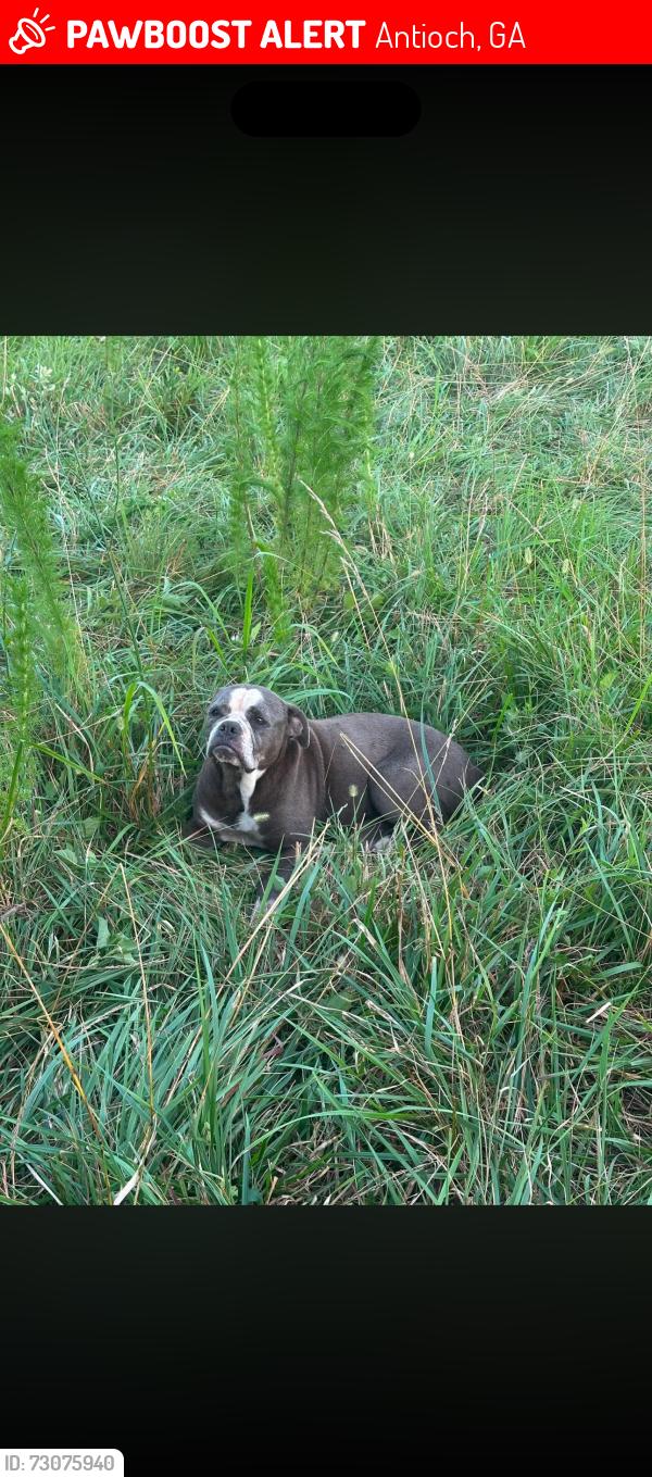 Lost Female Dog last seen Lees Chappell rd cedartown, Antioch, GA 30153