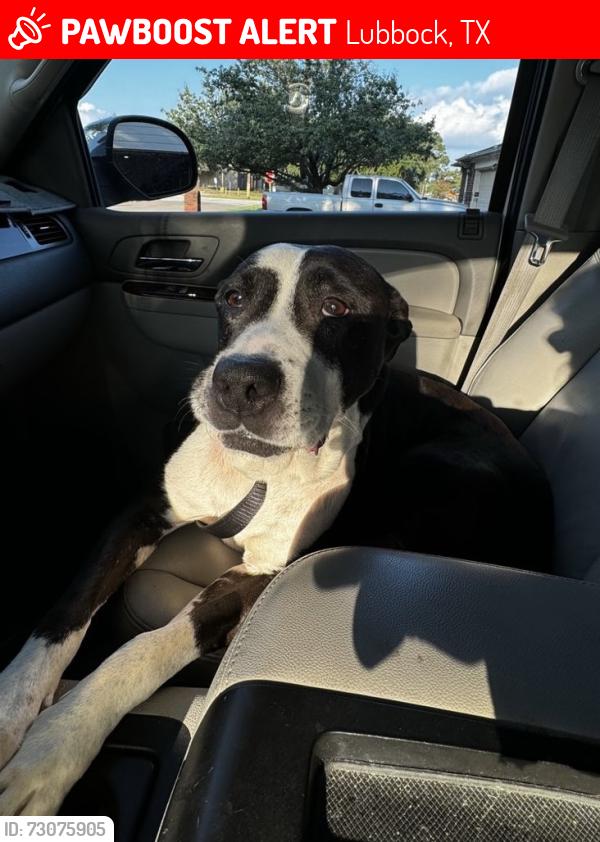 Lost Male Dog last seen At the cottage abbey Glenn, Lubbock, TX 79424
