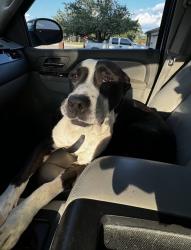 Lost Male Dog last seen At the cottage abbey Glenn, Lubbock, TX 79424