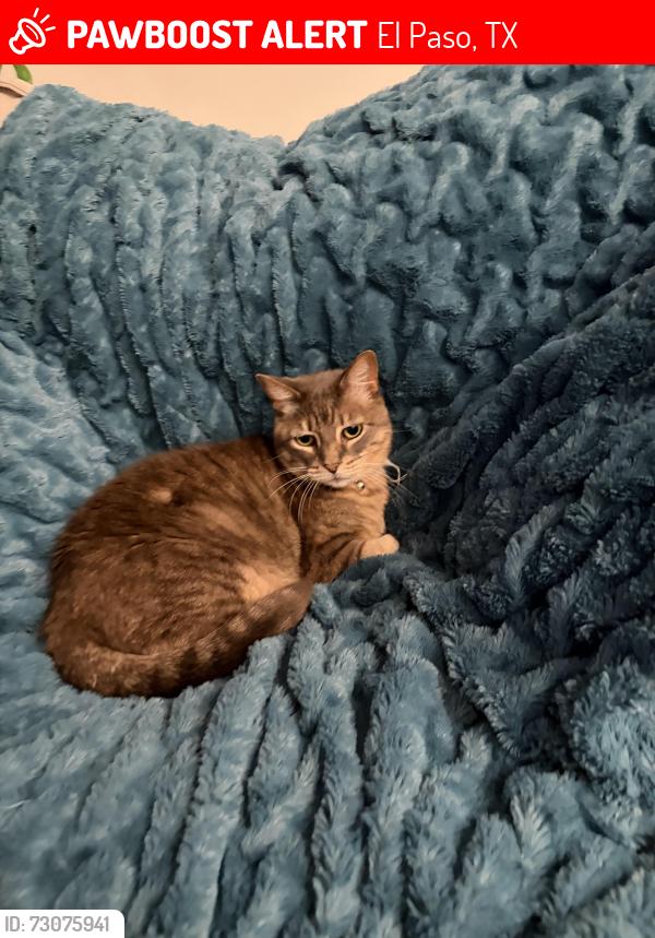 Lost Male Cat last seen May be between Carlos Ramirez dr and Mesquite Hill Dr, El Paso, TX 79934