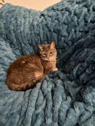 Lost Male Cat last seen May be between Carlos Ramirez dr and Mesquite Hill Dr, El Paso, TX 79934