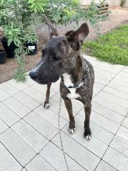 Found/Stray Female Dog last seen 15th Ave @ Osborn, Phoenix, AZ 85013