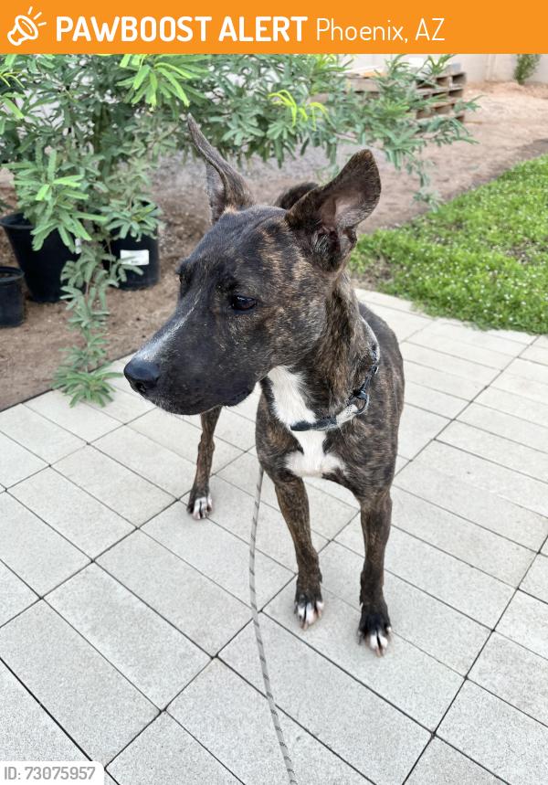 Found/Stray Female Dog last seen 15th Ave @ Osborn, Phoenix, AZ 85013