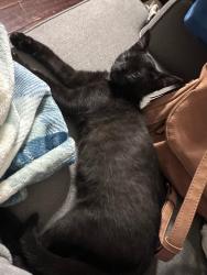 Lost Male Cat last seen Kenwood Area - Cowboy Drive, Clarksville, TN 37042