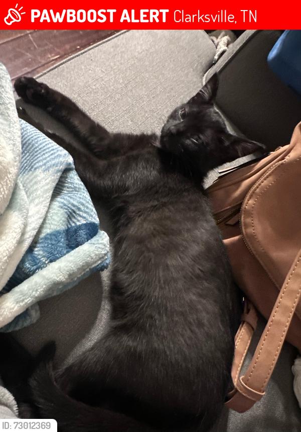 Lost Male Cat last seen Kenwood Area - Cowboy Drive, Clarksville, TN 37042