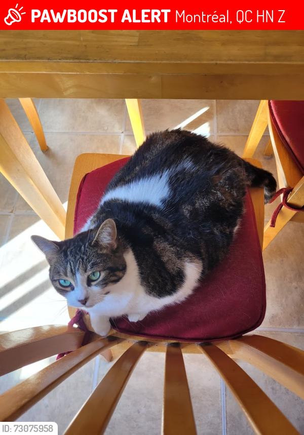 Lost Female Cat last seen Entre l'avenue de Granby et l'Avenue de Répentigny, Montréal, QC H1N 2Z6