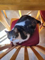 Lost Female Cat last seen Entre l'avenue de Granby et l'Avenue de Répentigny, Montréal, QC H1N 2Z6