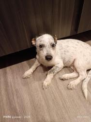 Reunited Female Dog last seen Canthree dr and grosenbacher rd, San Antonio, TX 78245