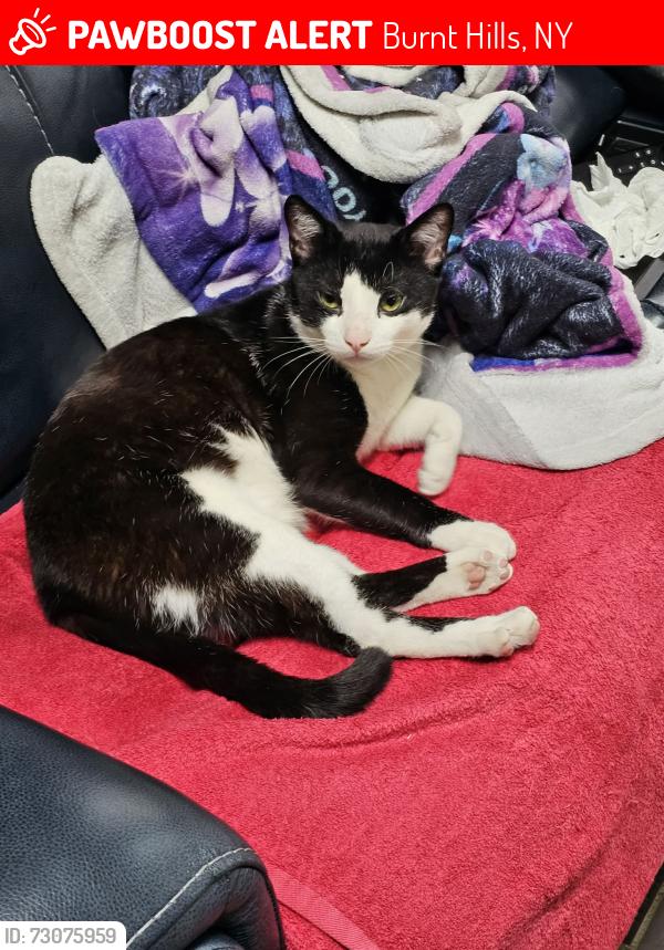 Lost Male Cat last seen Seelye Dr, Burnt Hills Ny, Burnt Hills, NY 12027