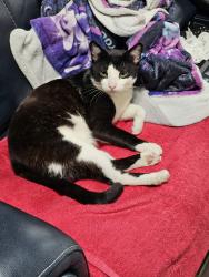 Lost Male Cat last seen Seelye Dr, Burnt Hills Ny, Burnt Hills, NY 12027