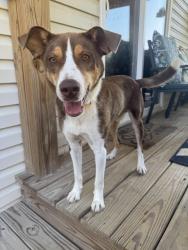 Found/Stray Male Dog last seen Percy priest lake, Nashville, TN 37214