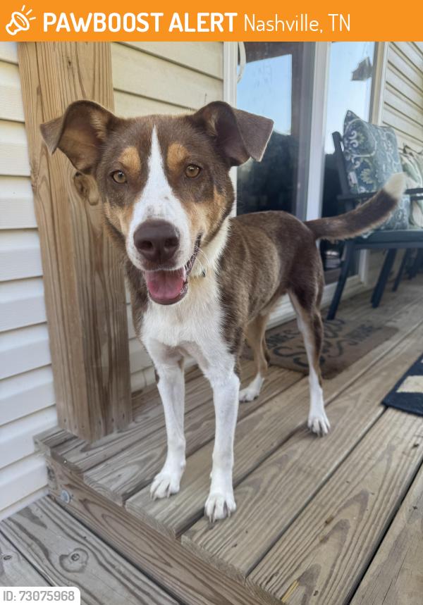 Found/Stray Male Dog last seen Percy priest lake, Nashville, TN 37214