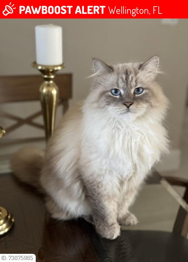 Lost Male Cat last seen Lake Worth Road, Wellington, FL 33449