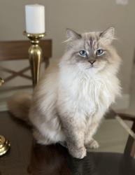 Lost Male Cat last seen Lake Worth Road, Wellington, FL 33449
