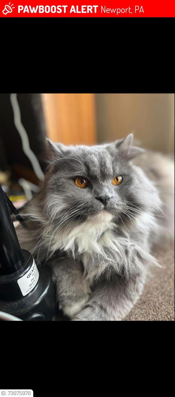 Lost Male Cat last seen Near middle ridge road, Newport, PA 17074