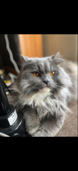 Lost Male Cat last seen Near middle ridge road, Newport, PA 17074