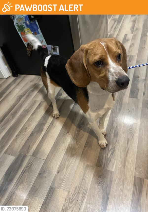 Found/Stray Male Dog last seen On Hwy 96 near Deals on Wheels about 1.5 miles from Earpsboro Rd, Johnston County, NC 27597