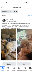 Reunited Female Dog last seen The marathon by Amicis, Lutz, FL 33559