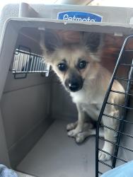 Reunited Female Dog last seen Turtlemound Rd and Country Rd, Melbourne, FL 32934