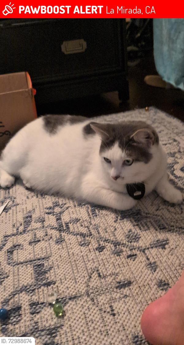 Lost Female Cat last seen Biola and gabbet, La Mirada, CA 90638