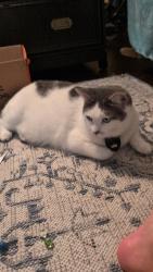 Lost Female Cat last seen Biola and gabbet, La Mirada, CA 90638