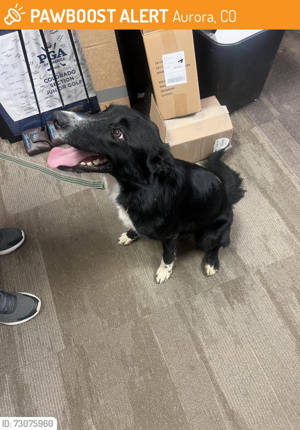 Found/Stray Female Dog last seen TOM MORRIS / GOLF COURSE PRO SHOP, Aurora, CO 80018